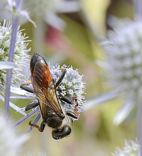 Sphex funerarius